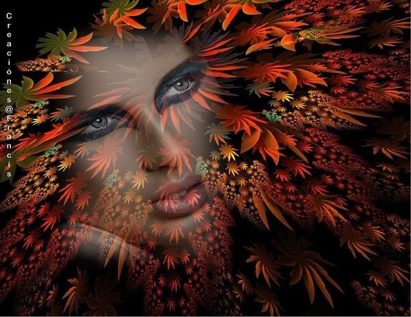  Fractal Visages Créations 